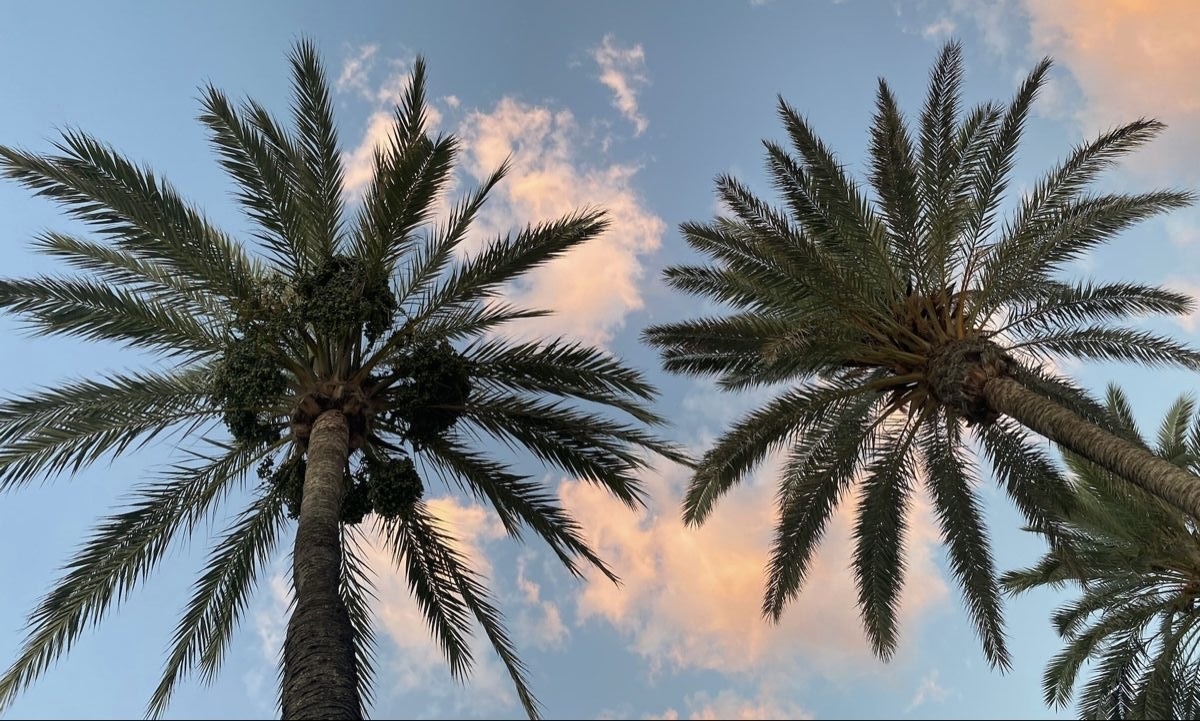 Palm trees against the Fort Lauderdale sky